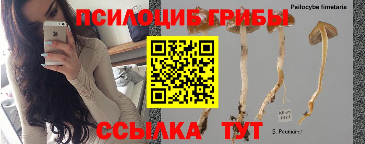 Галлюциногенные грибы прущие грибы  Вход с VPN  Асино 